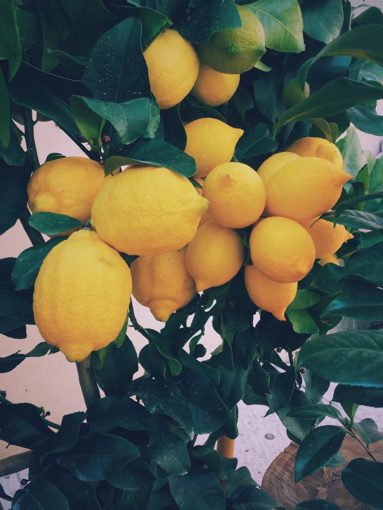 lemon tree close up