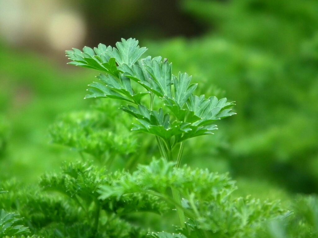 herbs parsley