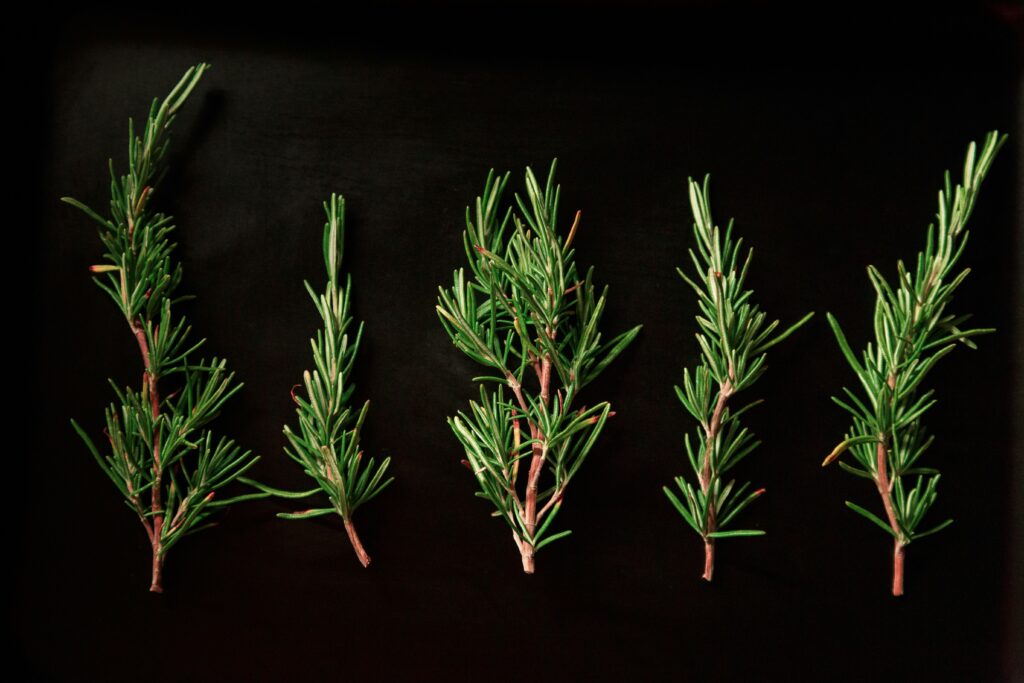herbs rosemary