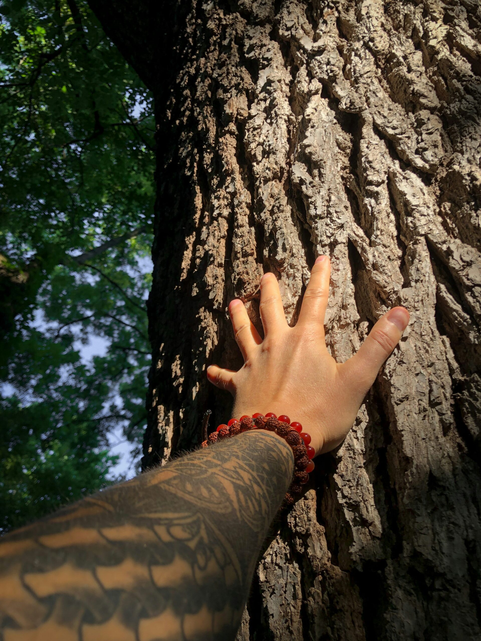 touching tree