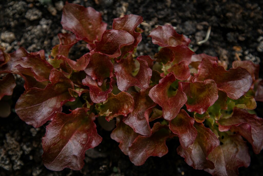 red leaf lettuce nutrient-dense greens